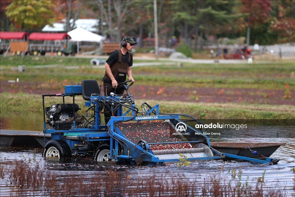 Kanada’nın Muskoka kentinde kızılcık hasadı başladı
