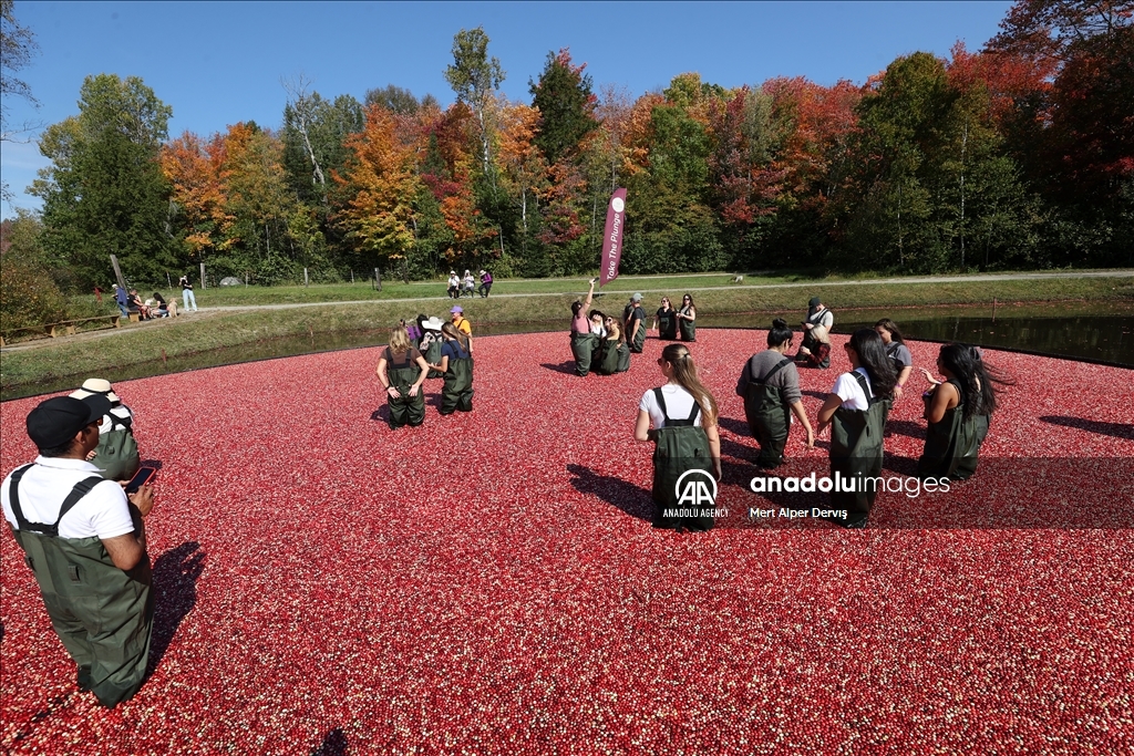Cranberry Harvest Season in Canada