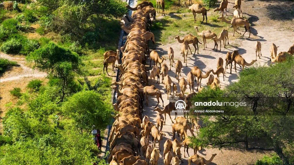 Zufar'ın çöl develeri, baharın gelişiyle otlatma mevsimine hazır