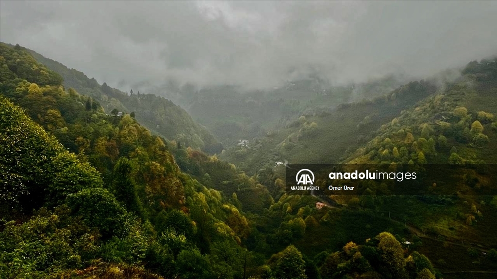 Осень раскрасила яркими красками лесные массивы турецкой провинции Дюздже