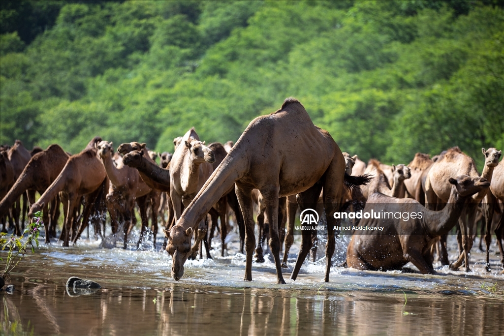 Zufar'ın çöl develeri, baharın gelişiyle otlatma mevsimine hazır