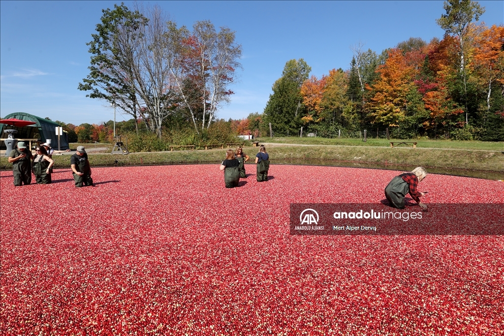 Kanada’nın Muskoka kentinde kızılcık hasadı başladı
