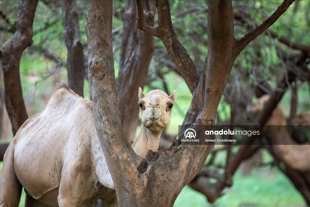 Zufar'ın çöl develeri, baharın gelişiyle otlatma mevsimine hazır