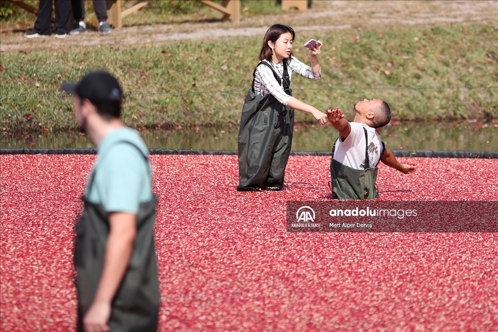Kanada’nın Muskoka kentinde kızılcık hasadı başladı
