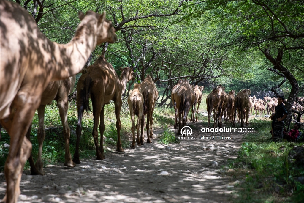Zufar'ın çöl develeri, baharın gelişiyle otlatma mevsimine hazır