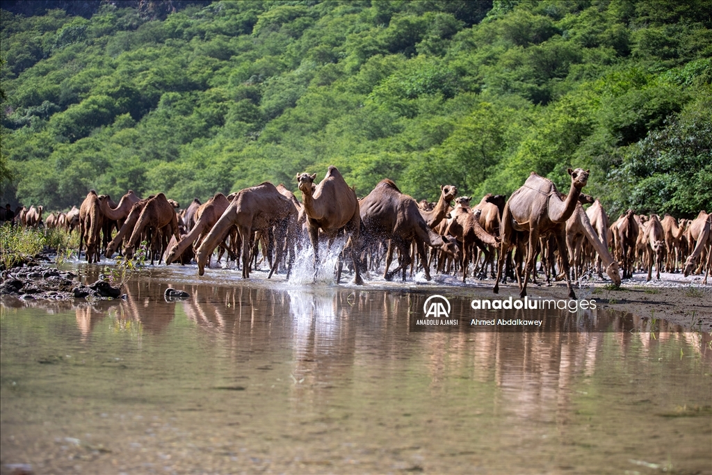 Zufar'ın çöl develeri, baharın gelişiyle otlatma mevsimine hazır