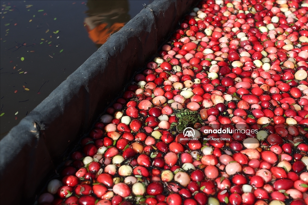 Kanada’nın Muskoka kentinde kızılcık hasadı başladı