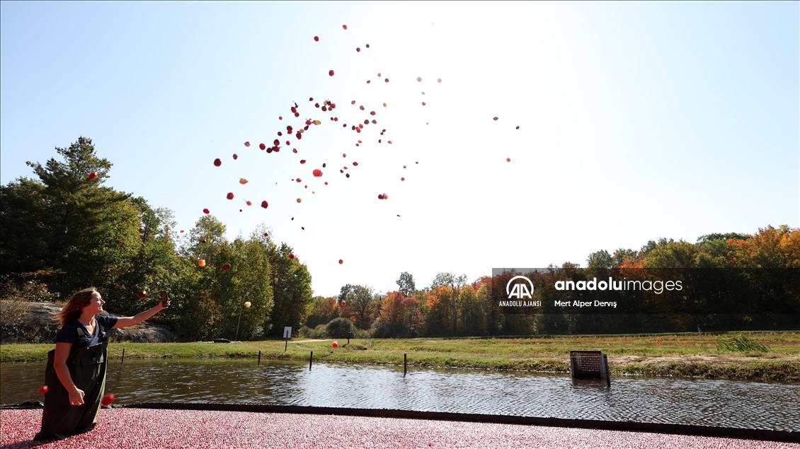 Kanada’nın Muskoka kentinde kızılcık hasadı başladı