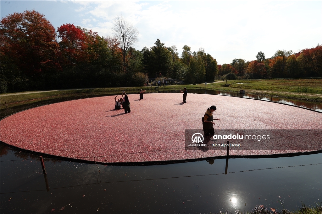 Kanada’nın Muskoka kentinde kızılcık hasadı başladı