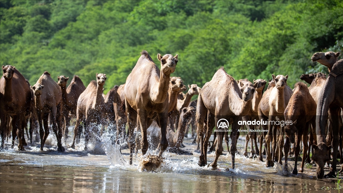 Zufar'ın çöl develeri, baharın gelişiyle otlatma mevsimine hazır