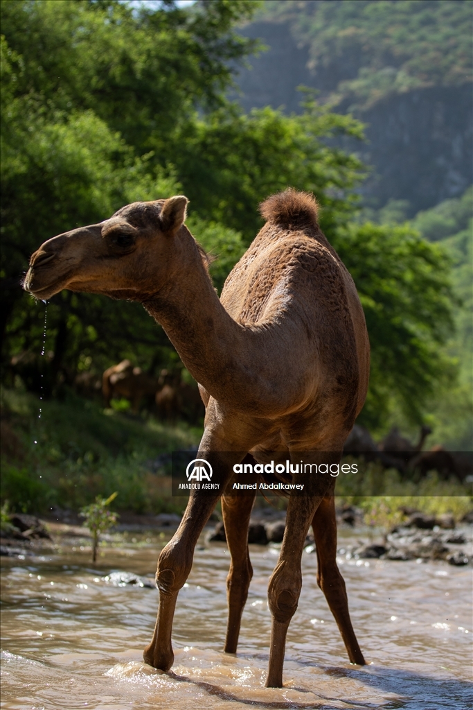 Hêştirên çolê yên Zufarê bi hatina biharê ra ji bo çêrandinê amade ne