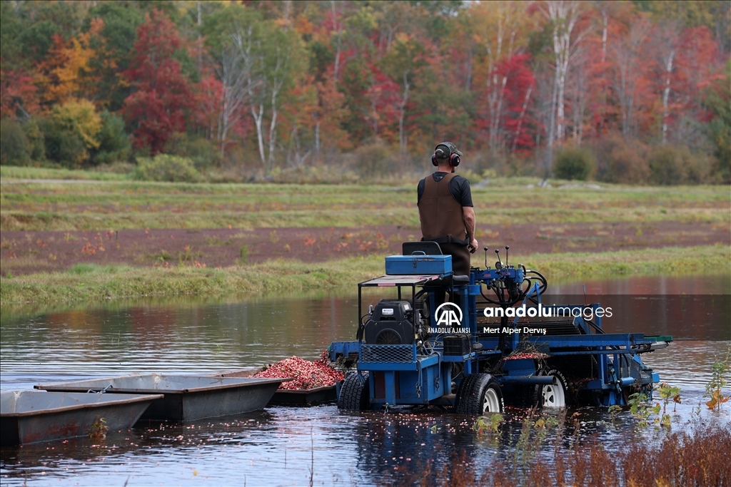 Kanada’nın Muskoka kentinde kızılcık hasadı başladı