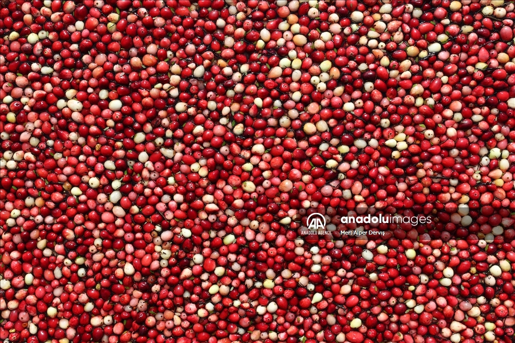 Cranberry Harvest Season in Canada