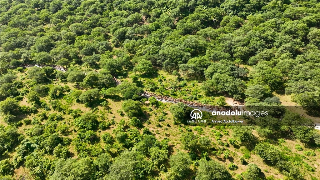 Zufar'ın çöl develeri, baharın gelişiyle otlatma mevsimine hazır