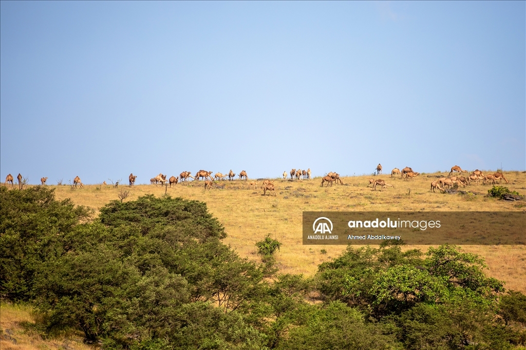 Zufar'ın çöl develeri, baharın gelişiyle otlatma mevsimine hazır