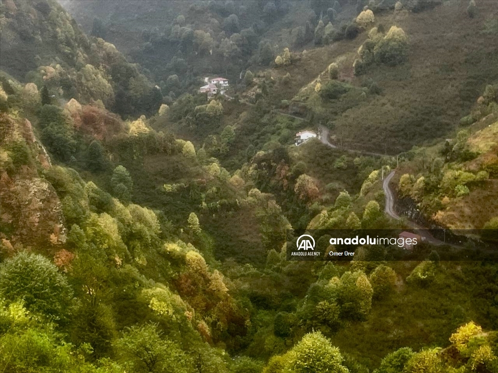 Осень раскрасила яркими красками лесные массивы турецкой провинции Дюздже