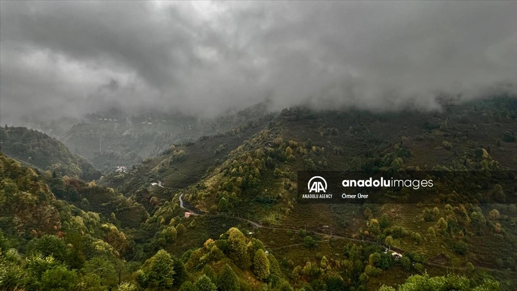 Осень раскрасила яркими красками лесные массивы турецкой провинции Дюздже