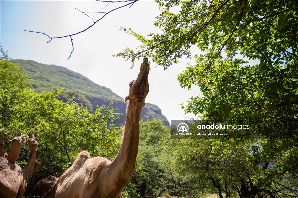 Zufar'ın çöl develeri, baharın gelişiyle otlatma mevsimine hazır