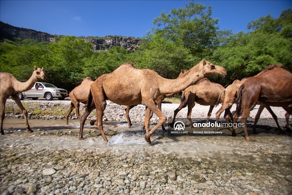 Zufar'ın çöl develeri, baharın gelişiyle otlatma mevsimine hazır