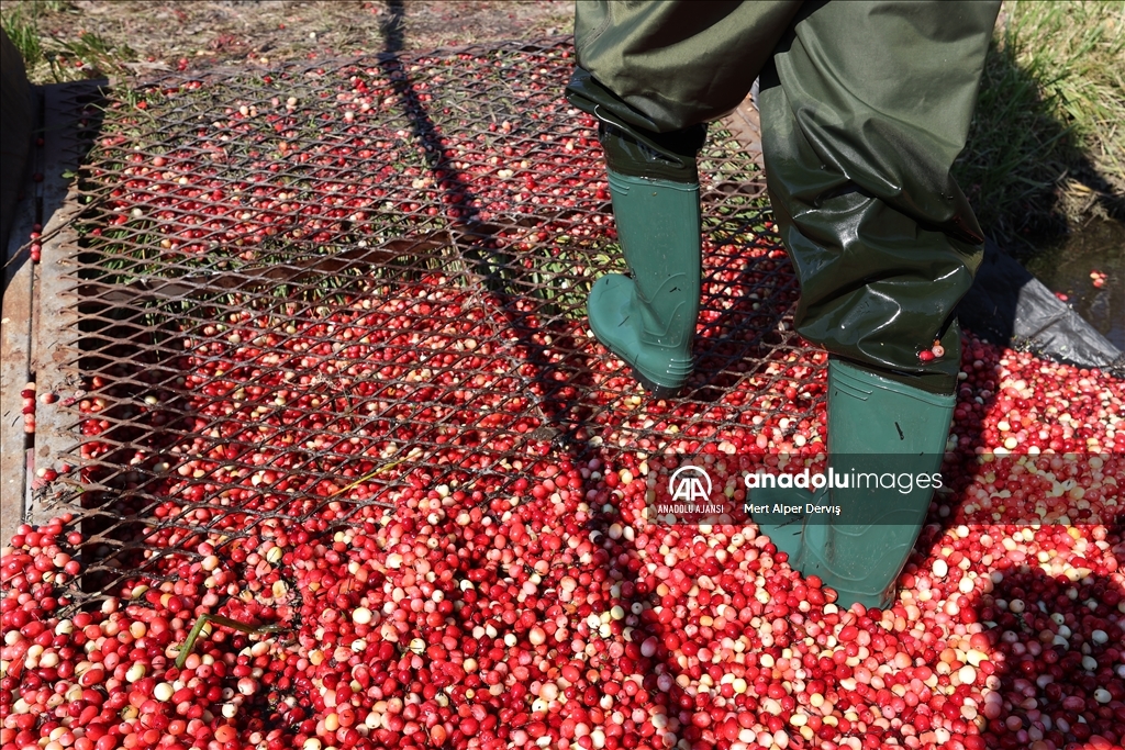 Kanada’nın Muskoka kentinde kızılcık hasadı başladı