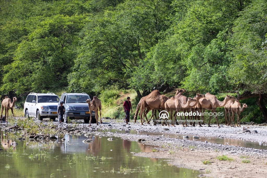 Zufar'ın çöl develeri, baharın gelişiyle otlatma mevsimine hazır