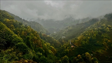 Осень раскрасила яркими красками лесные массивы турецкой провинции Дюздже