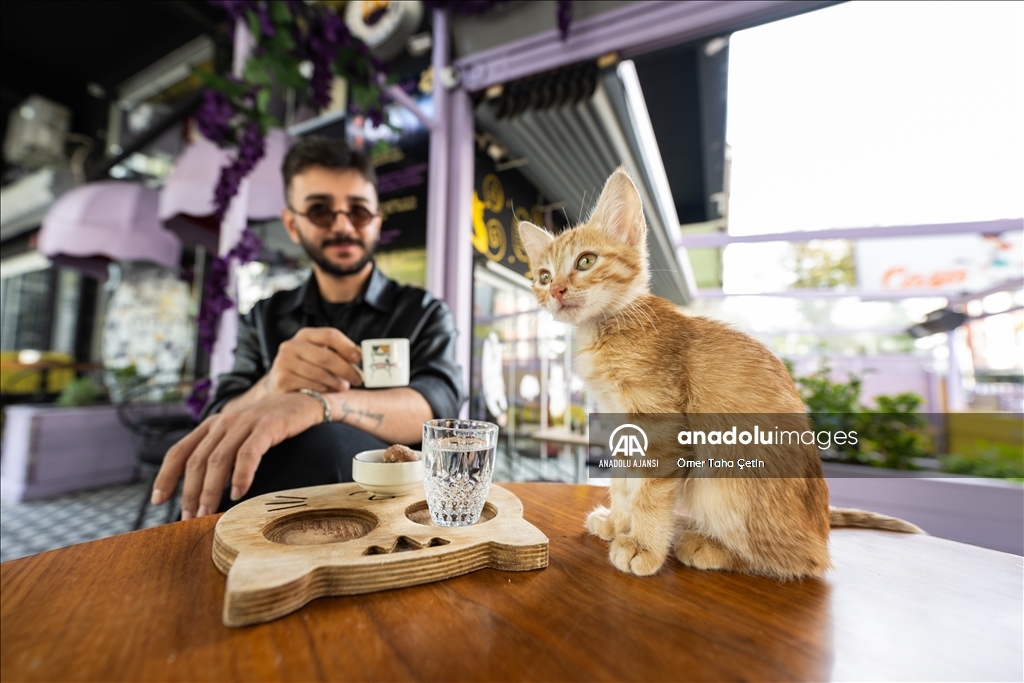 Ankara'nın ilk "kedi" konseptli kafesine müşterilerden yoğun ilgi