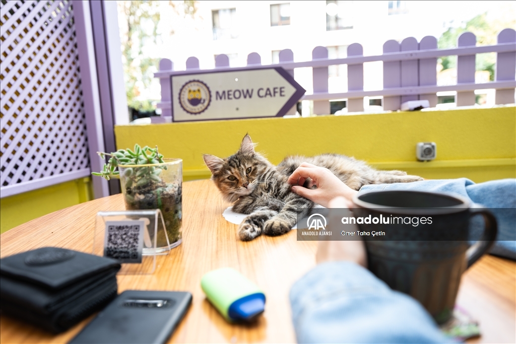 Ankara'nın ilk "kedi" konseptli kafesine müşterilerden yoğun ilgi