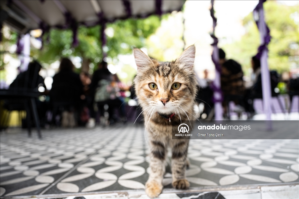 Ankara'nın ilk "kedi" konseptli kafesine müşterilerden yoğun ilgi