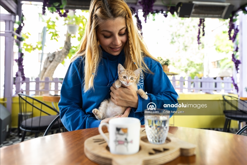 Ankara'nın ilk "kedi" konseptli kafesine müşterilerden yoğun ilgi