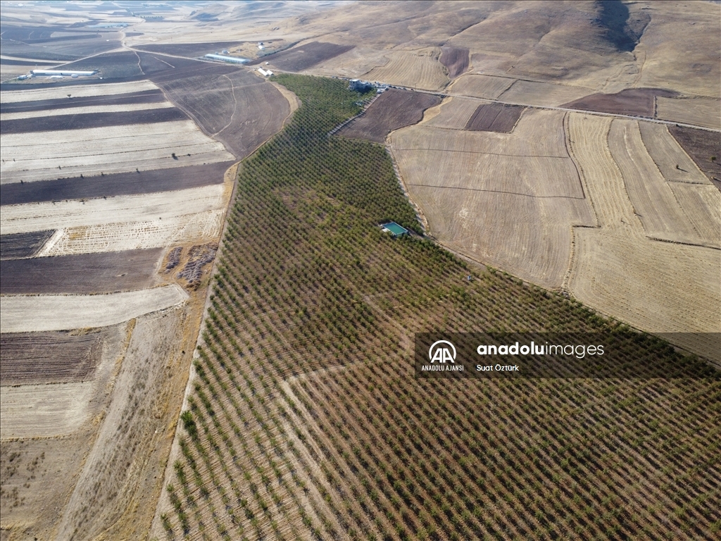 Elazığ'da 472 bin ağaçta badem hasadı başladı