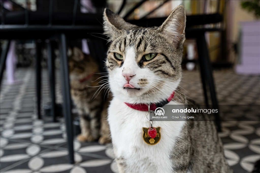 Ankara'nın ilk "kedi" konseptli kafesine müşterilerden yoğun ilgi