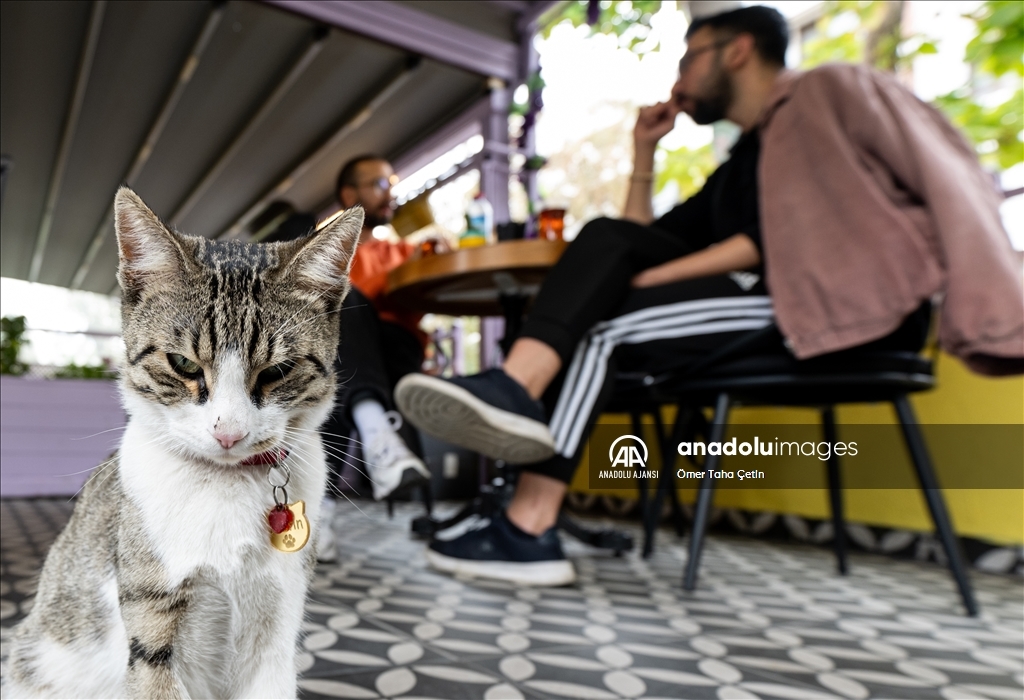Ankara'nın ilk "kedi" konseptli kafesine müşterilerden yoğun ilgi