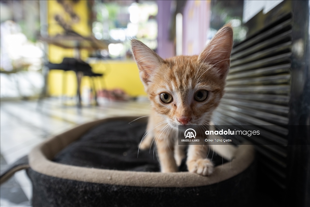 Ankara'nın ilk "kedi" konseptli kafesine müşterilerden yoğun ilgi
