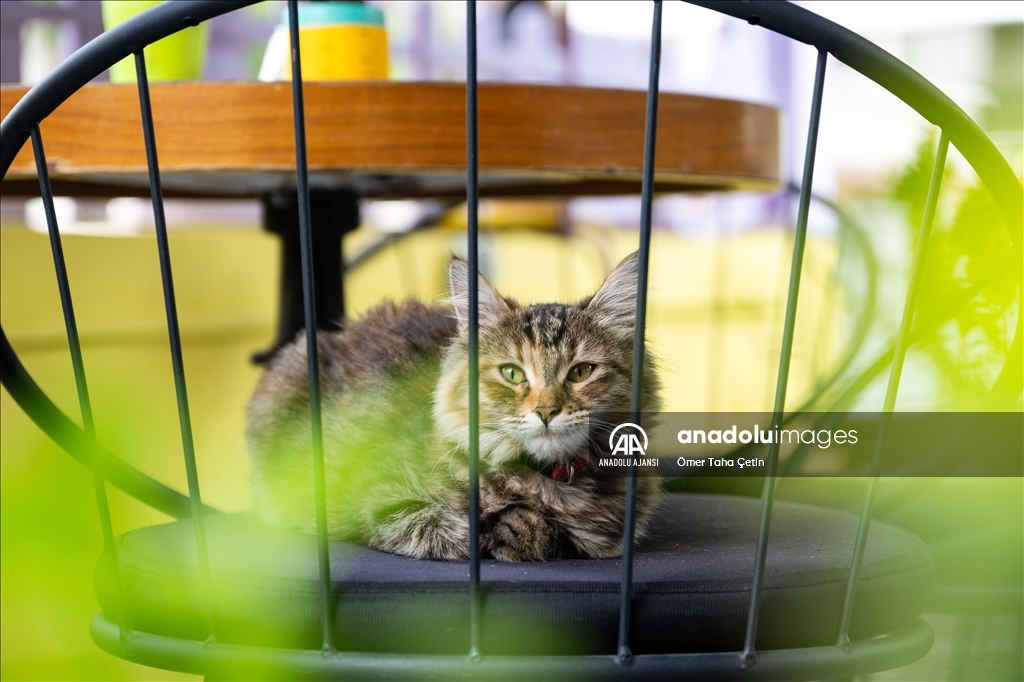 Ankara'nın ilk "kedi" konseptli kafesine müşterilerden yoğun ilgi