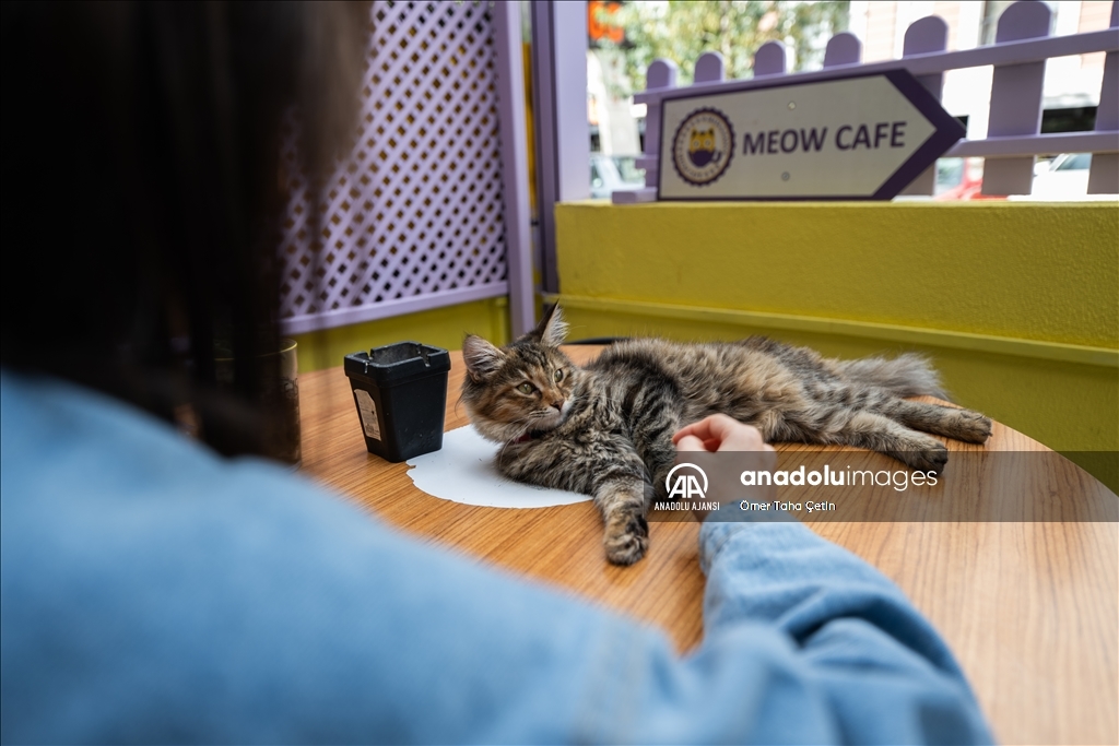 Ankara'nın ilk "kedi" konseptli kafesine müşterilerden yoğun ilgi