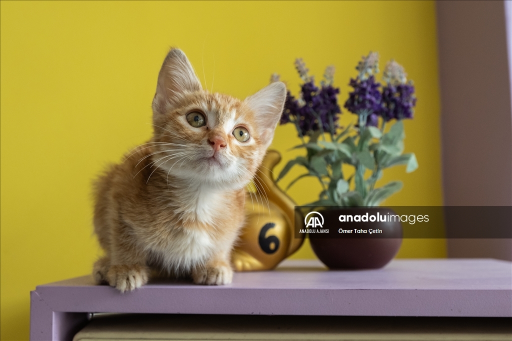 Ankara'nın ilk "kedi" konseptli kafesine müşterilerden yoğun ilgi