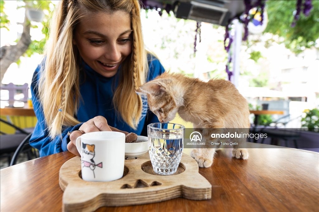 Ankara'nın ilk "kedi" konseptli kafesine müşterilerden yoğun ilgi