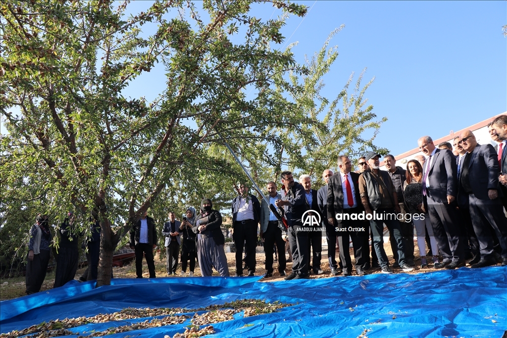 Elazığ'da 472 bin ağaçta badem hasadı başladı