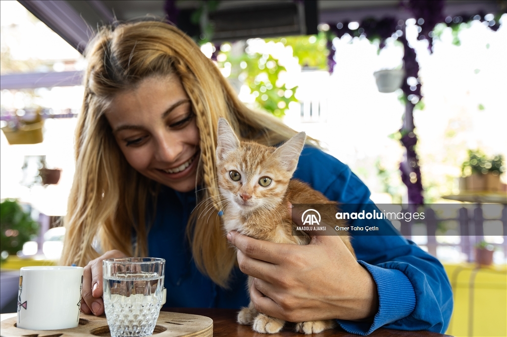 Ankara'nın ilk "kedi" konseptli kafesine müşterilerden yoğun ilgi
