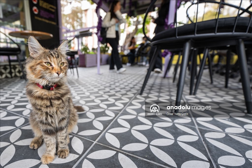 Ankara'nın ilk "kedi" konseptli kafesine müşterilerden yoğun ilgi