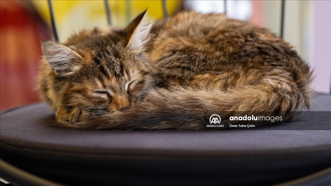 Ankara'nın ilk "kedi" konseptli kafesine müşterilerden yoğun ilgi