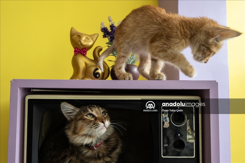 Ankara'nın ilk "kedi" konseptli kafesine müşterilerden yoğun ilgi