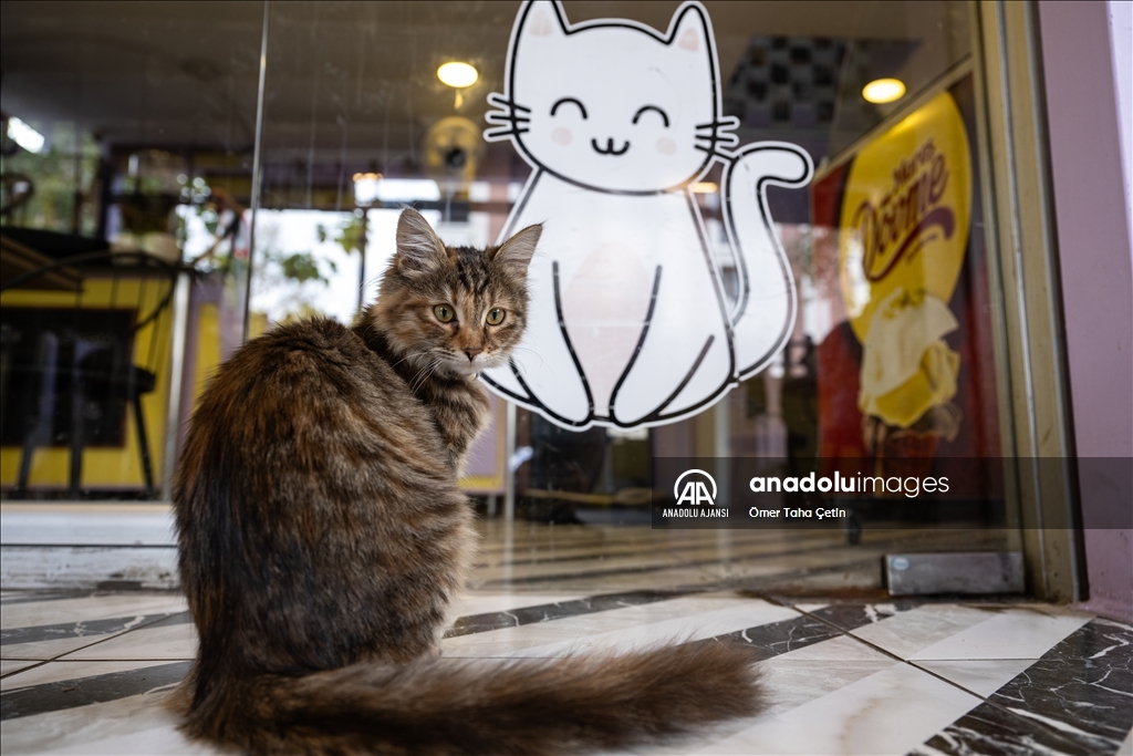 Ankara'nın ilk "kedi" konseptli kafesine müşterilerden yoğun ilgi