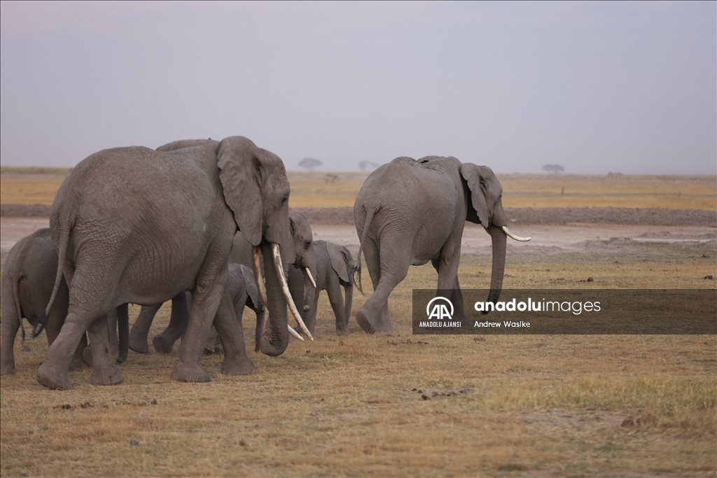 “İsimsiz kahramanlar”: Masai Mara’nın korucuları