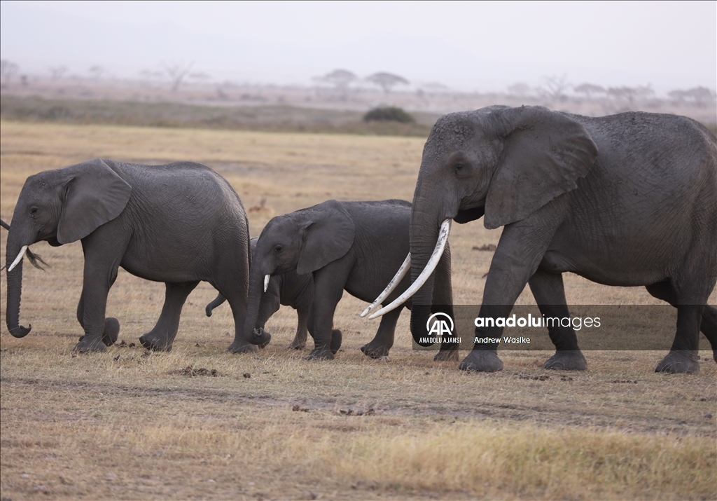 “İsimsiz kahramanlar”: Masai Mara’nın korucuları