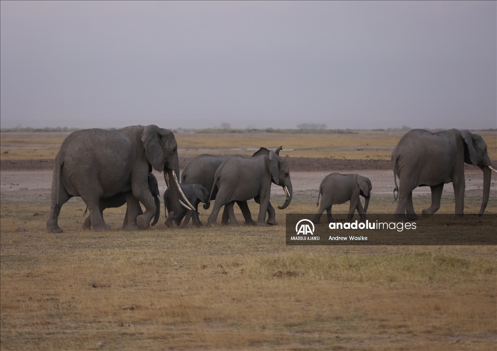 “İsimsiz kahramanlar”: Masai Mara’nın korucuları