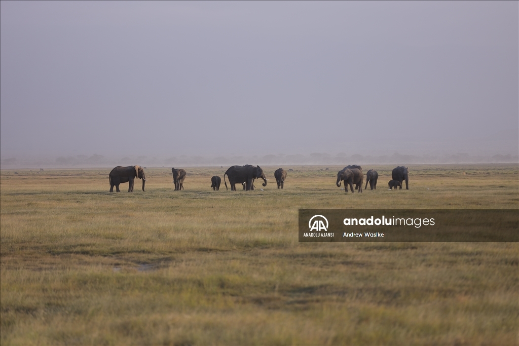 “İsimsiz kahramanlar”: Masai Mara’nın korucuları