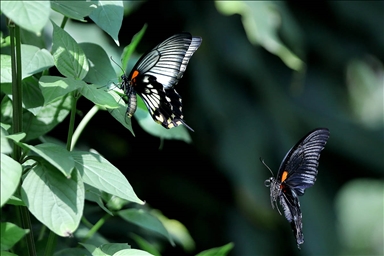 Тропските пеперутки во Градината за пеперутки во Коња, Туркије