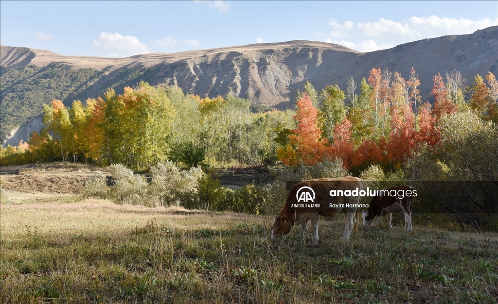 Hakkari'nin Konak köyü sonbaharla ayrı bir güzelliğe büründü